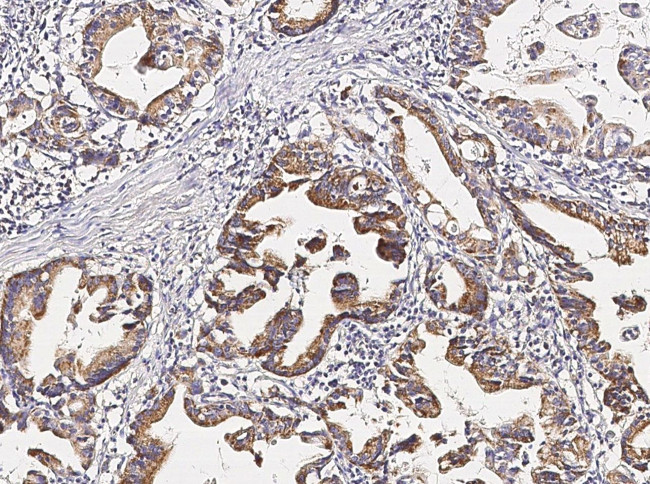 Pepsin A Antibody in Immunohistochemistry (Paraffin) (IHC (P))