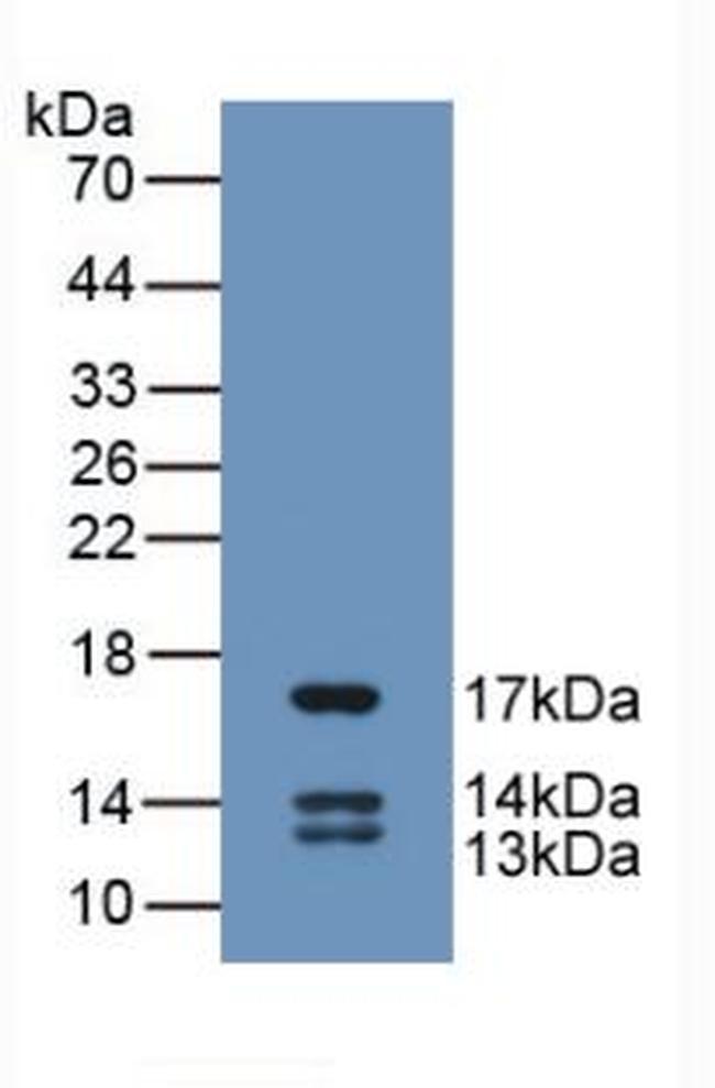 UCN2 Antibody in Western Blot (WB)