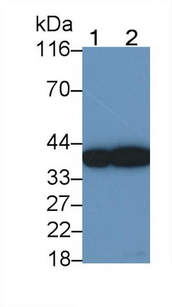 SFTPD Antibody in Western Blot (WB)