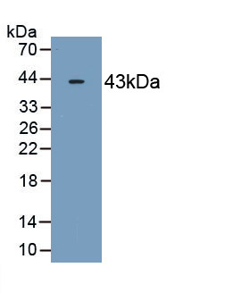 OAS2 Antibody in Western Blot (WB)