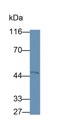 MT1E Antibody in Western Blot (WB)