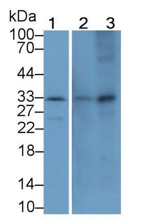 MMP7 Antibody in Western Blot (WB)