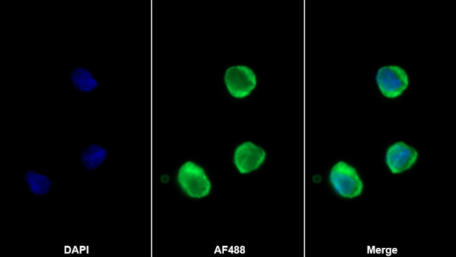 MMP25 Antibody in Immunocytochemistry (ICC/IF)
