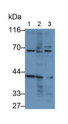 Mesothelin Antibody in Western Blot (WB)