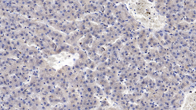 MASP2 Antibody in Immunohistochemistry (Paraffin) (IHC (P))