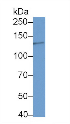 Laminin gamma-2 Antibody in Western Blot (WB)