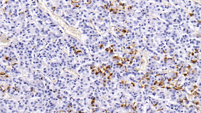Prolactin Antibody in Immunohistochemistry (Paraffin) (IHC (P))