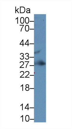 IGFBP4 Antibody in Western Blot (WB)