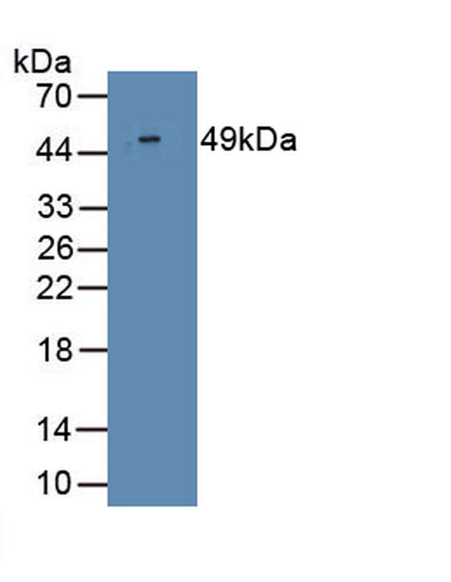 Interferon alpha-2 Antibody in Western Blot (WB)