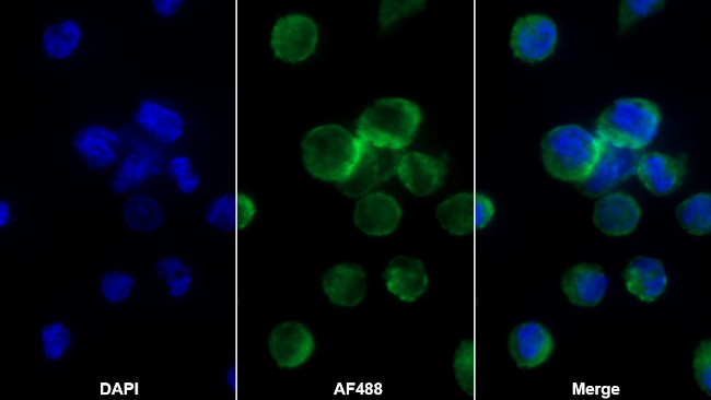 MDC Antibody in Immunocytochemistry (ICC/IF)