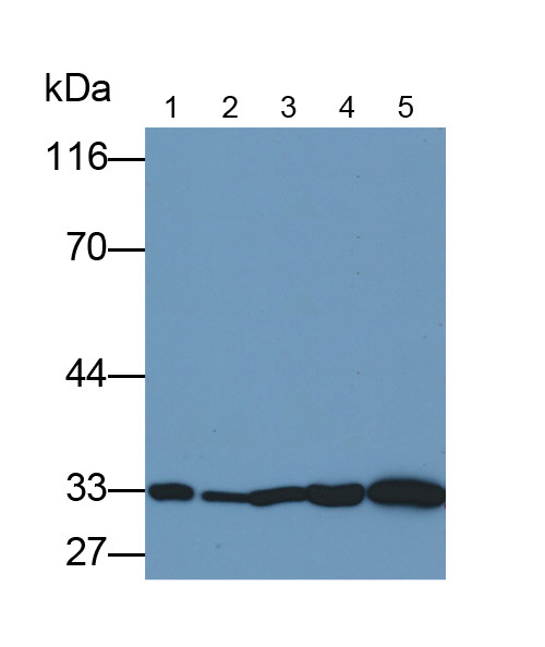 NGF Antibody in Western Blot (WB)