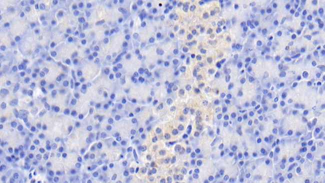 GIP Antibody in Immunohistochemistry (Paraffin) (IHC (P))