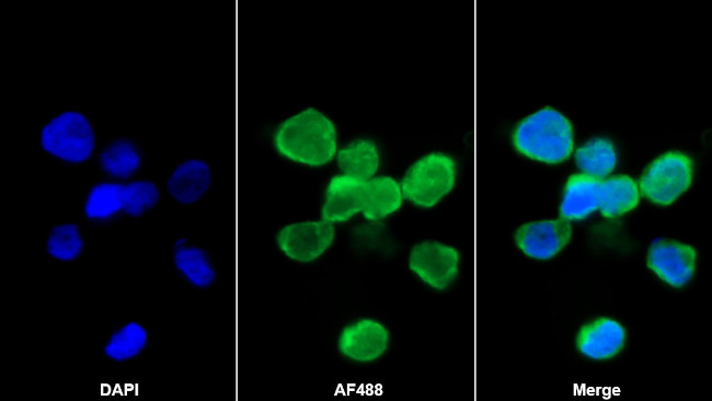 GDF3 Antibody in Immunocytochemistry (ICC/IF)