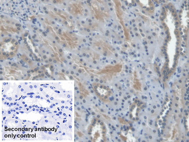Epo Antibody in Immunohistochemistry (Paraffin) (IHC (P))