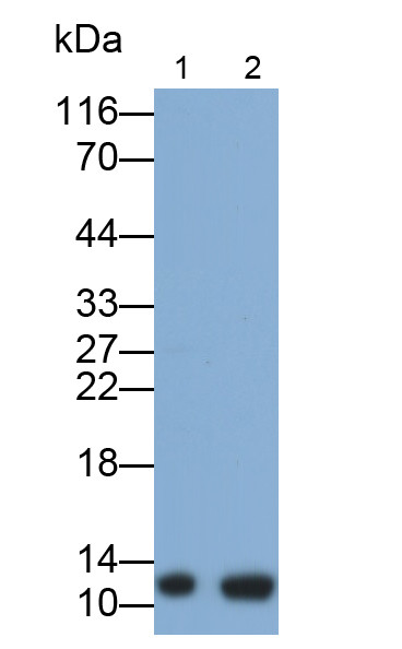Thioredoxin 1 Antibody in Western Blot (WB)