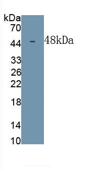 DPEP1 Antibody in Western Blot (WB)