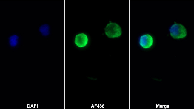 CXCL12 Antibody in Immunocytochemistry (ICC/IF)