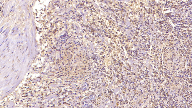 Factor D Antibody in Immunohistochemistry (Paraffin) (IHC (P))