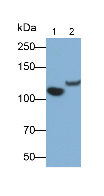 Complement C5a Antibody in Western Blot (WB)