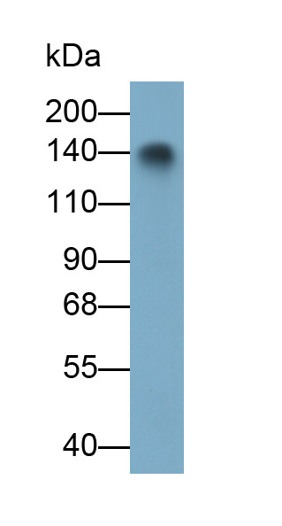 Procollagen I N-Peptide Antibody in Western Blot (WB)