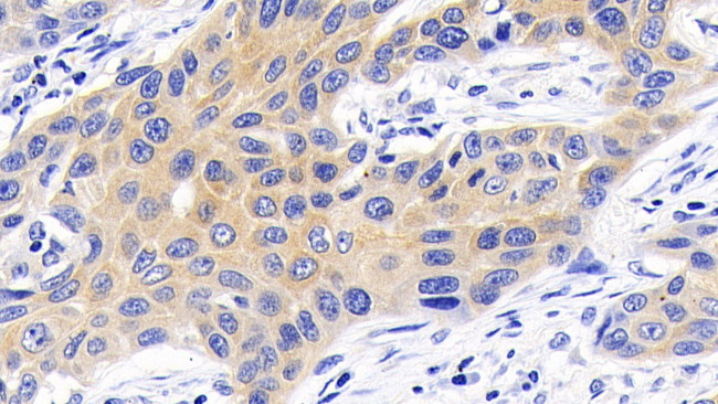 Caspase 9 Antibody in Immunohistochemistry (Paraffin) (IHC (P))