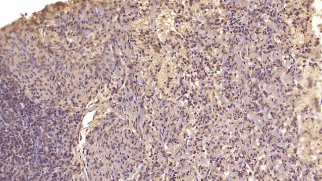 ARMET Antibody in Immunohistochemistry (Paraffin) (IHC (P))