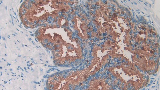 Amylin Antibody in Immunohistochemistry (Paraffin) (IHC (P))