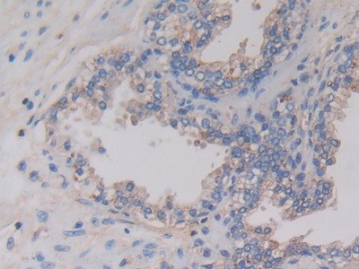 AMH Antibody in Immunohistochemistry (Paraffin) (IHC (P))
