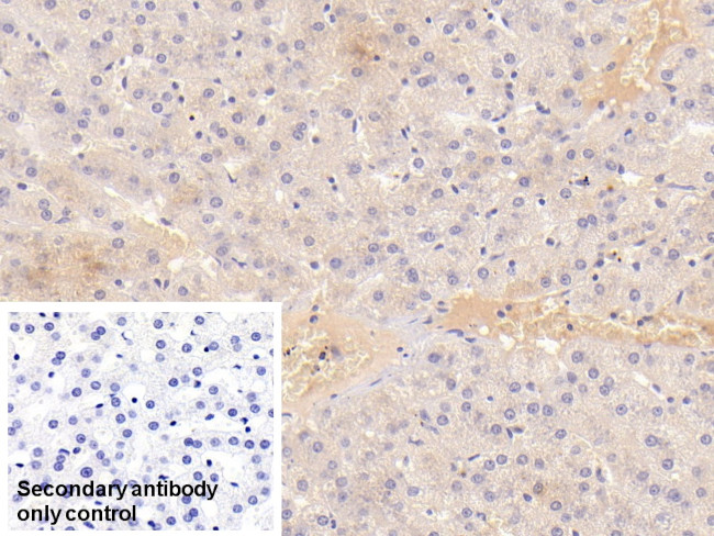 ALPL Antibody in Immunohistochemistry (Paraffin) (IHC (P))