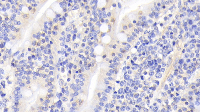 Activin A Antibody in Immunohistochemistry (Paraffin) (IHC (P))