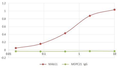 TNF alpha Antibody in ELISA (ELISA)