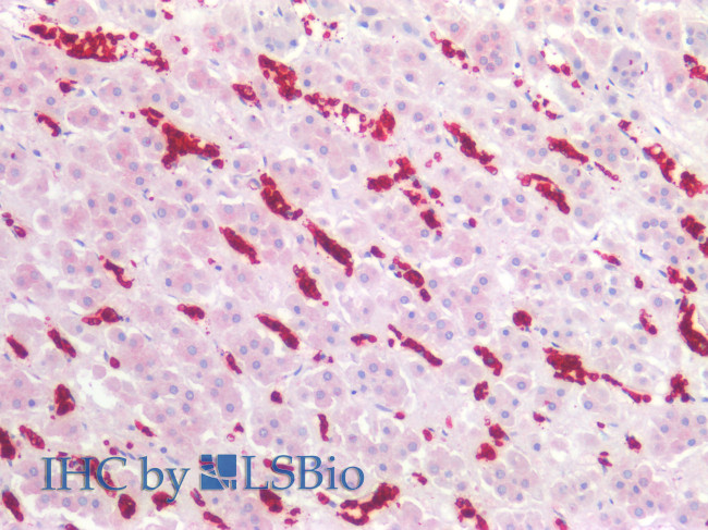 CD235a Antibody in Immunohistochemistry (Paraffin) (IHC (P))