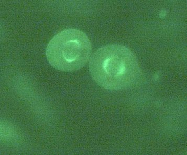 alpha/beta Tubulin Antibody in Immunocytochemistry (ICC/IF)