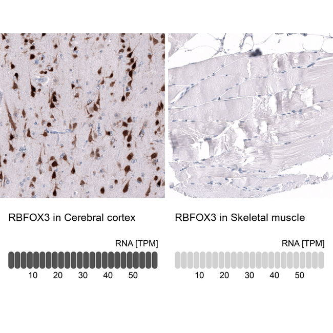 NeuN Antibody in Immunohistochemistry (Paraffin) (IHC (P))