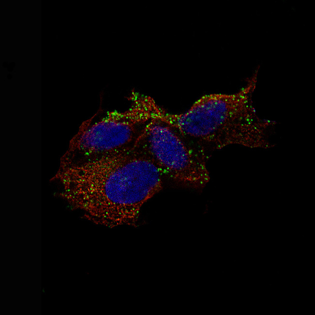 Chromogranin B Antibody in Immunocytochemistry (ICC/IF)