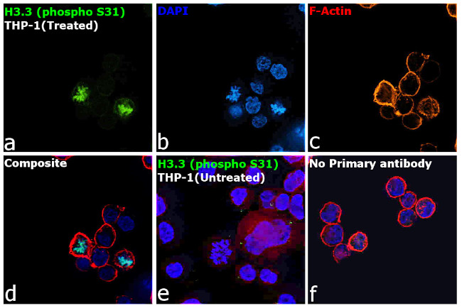 Phospho-Histone H3.3 (Ser31) Antibody in Immunocytochemistry (ICC/IF)
