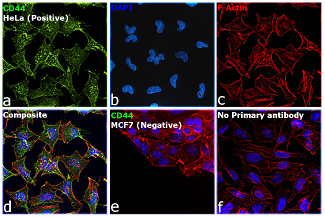 CD44 Antibody in Immunocytochemistry (ICC/IF)