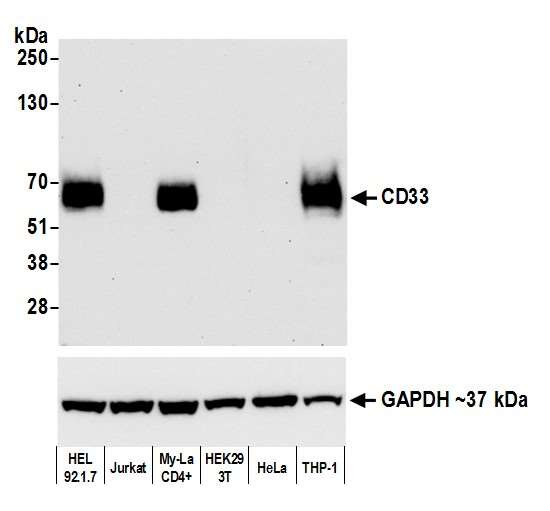Cd33 CD33 Recombinant Monoclonal Antibody (BLR061G) (MA5-44315)