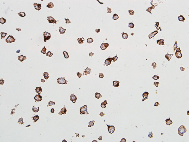 CD144 (VE-cadherin) Antibody in Immunocytochemistry (ICC/IF)