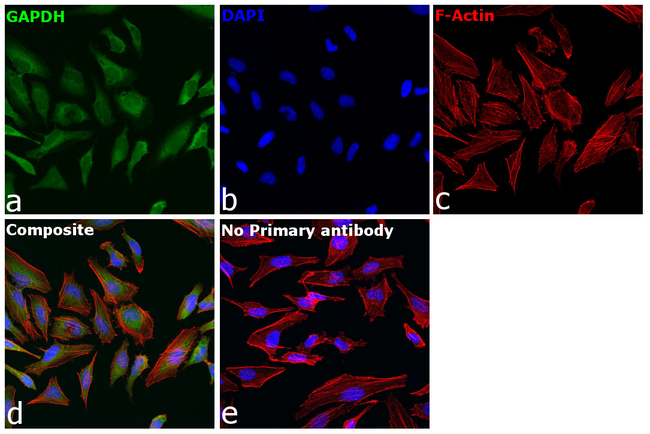 GAPDH Antibody in Immunocytochemistry (ICC/IF)