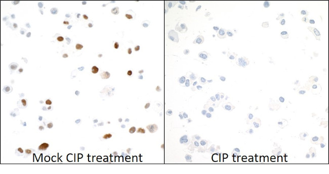 Phospho-MCM2 (Ser53) Antibody in Immunocytochemistry (ICC/IF)