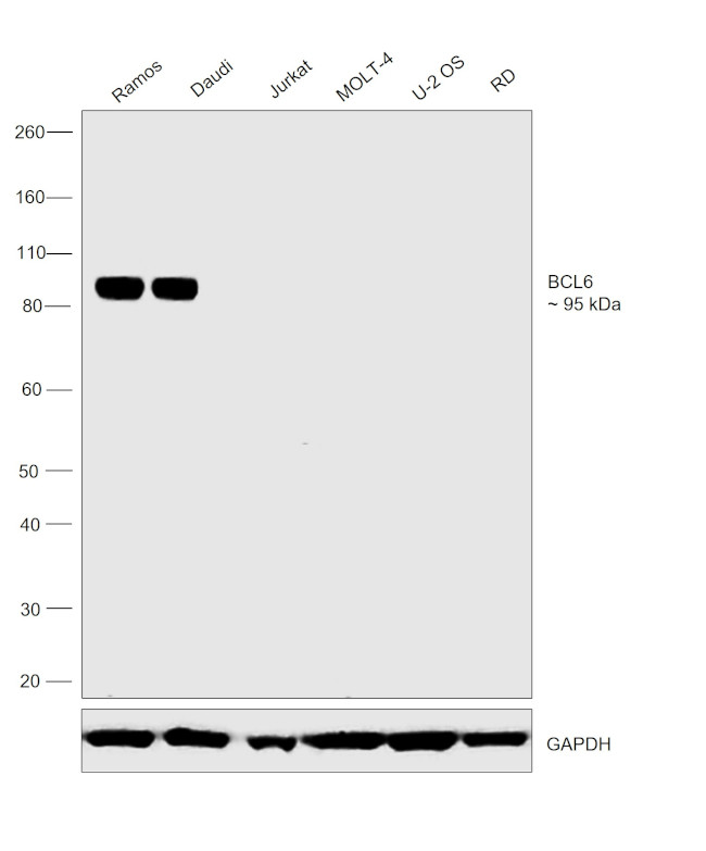 BCL6 Antibody in Western Blot (WB)