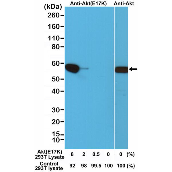 AKT1 (E17K Mutant) Antibody in Western Blot (WB)