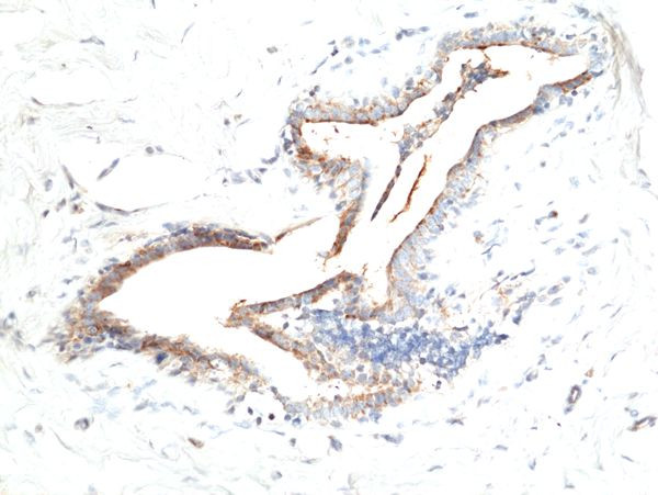 Asprosin Antibody in Immunohistochemistry (Paraffin) (IHC (P))