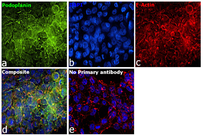 Podoplanin Antibody in Immunocytochemistry (ICC/IF)