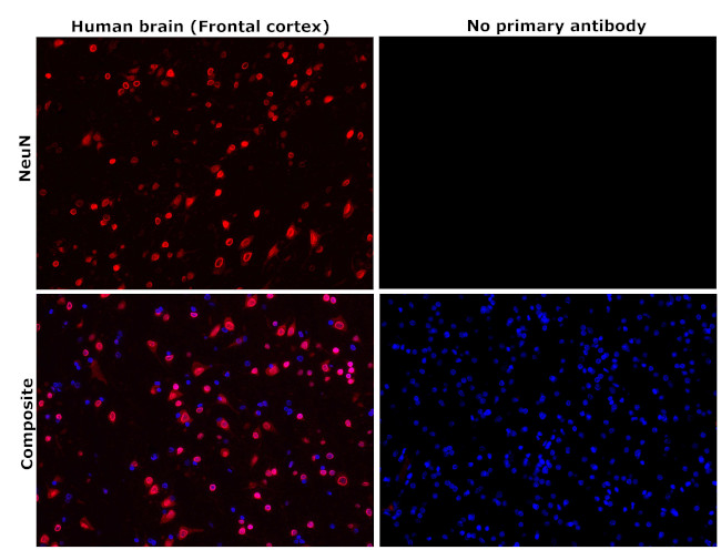 NeuN Antibody in Immunohistochemistry (Paraffin) (IHC (P))