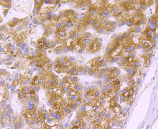 GRP94 Antibody in Immunohistochemistry (Paraffin) (IHC (P))