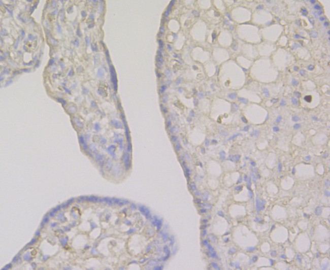 Fibrinogen Antibody in Immunohistochemistry (Paraffin) (IHC (P))