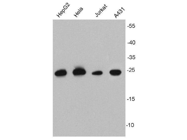 HSP27 Antibody in Western Blot (WB)