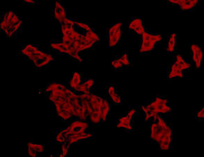 alpha Tubulin Antibody in Immunocytochemistry (ICC/IF)
